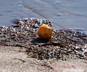 DSC00615 skallkroken mars 2021 apelsin i havet
